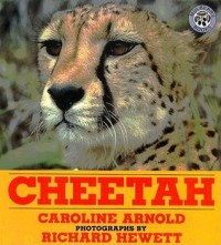 Image of Cheetah