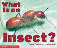 Image of What is an insect?