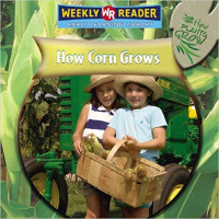 Image of How corn grows