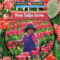Image of How tulips grow