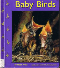 Image of Baby birds