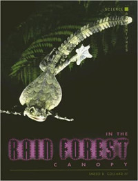 Image of In the rain forest canopy