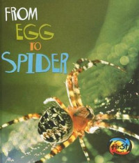 Image of From egg to spider