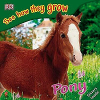 Image of Pony