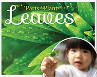 Image of Leaves